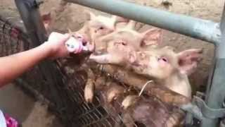 Bottle Feeding Baby Pigs [upl. by Sokairyk]