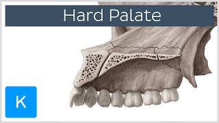 Hard palate  Function Definition amp Anatomy  Human Anatomy  Kenhub [upl. by Kenton775]