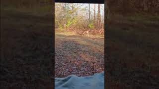 deer deerhunting alabamaoutdoors hunting alabamadeer youthseasondoe deerseason youthgun [upl. by Atnod]