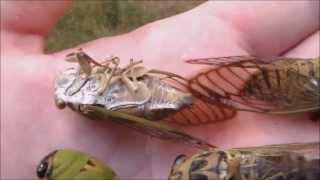 Locusts life cycle Cicadas Hatching Timelapse [upl. by Bourn62]