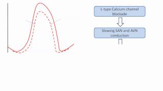 Class IV antiarrhythmics [upl. by Learsi]