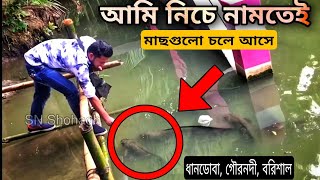 ধানডোবাগৌরনদীতে পুকুর ভর্তি গজার মাছ  Gournadi is full of pond fish  Vlogs 121 [upl. by Nedi]