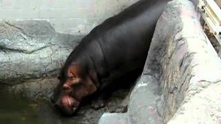 Massive Zoo Hippo Takes Massive Disgusting Crap and Flings It Everywhere and Then Swims in It [upl. by Uon]