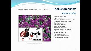 Tuto jardin Lobularia maritima Alyssum attol fiche technique plante annuelle [upl. by Ojytteb]