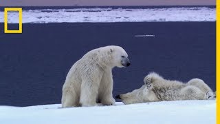 Lours polaire suit une femelle à lodeur pendant des semaines [upl. by Yehus]