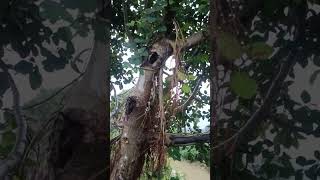 adventitious root in baniyan tree neet [upl. by Esmond]