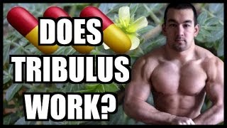 Tribulus Review  Does Tribulus Work [upl. by Glorianna]