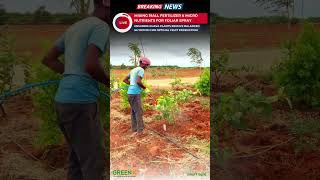 How to Spray 19All Fertilizer and Micronutrients on Guava Plants  Timber Sandalwood Farm [upl. by Cleopatre212]