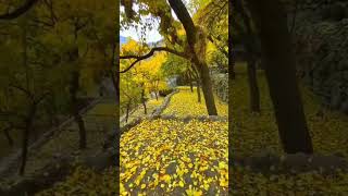 The autumn season in Hunza Valley Pakistan short shorts fyp fypシ゚viral nature hunza india [upl. by Hands]