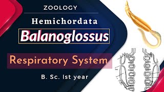 Balanoglossus  Respiratory System  B Sc Ist year  Zoology [upl. by Ias]