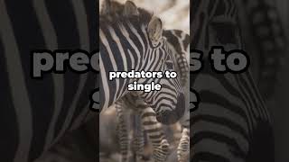 Playful Zebras Compilation Adorable and Wild Zebras in Action [upl. by Starks]