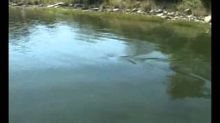 Great White Shark in Massachusetts salt pond 2 [upl. by Kcirdek118]