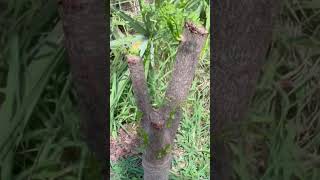 Royal poinciana bonsai tips Why you need to hard prune 🪚🌱bonsai tree tips pruning [upl. by Leruj770]