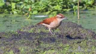 WingBanded Hornero  quotCasacadecourodalamaquot  Furnarius figulus [upl. by Athalia]