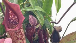 A Frozen Morning Nepenthes Greenhouse Tour [upl. by Adikam]