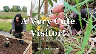 Planting Pumpkins amp Discovering A Very Cute Visitor ⛥ UK Allotment Vlog 13 ⛥ June 2024 ⛥ [upl. by Millham526]