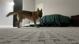 My Crazy German Shepard Dog [upl. by Anselm]