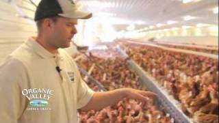 Organic Chicken Coop Tour of Wangsness Family Farm [upl. by Barvick]