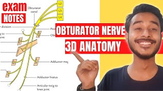 Obturator Nerve Anatomy 3D  obturator nerve course anatomy  obturator nerve branches anatomy [upl. by Colwell]