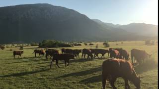 Zalazak sunca za Dinarom Stado mladih junica pasmine Salers [upl. by Lennahc]