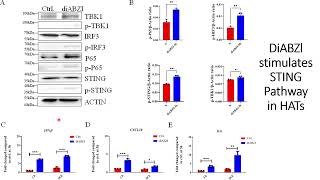 DiaBZl stimulates sting signaling pathways in High Affinity engineered T cells HATs Code 701 [upl. by Ericka]