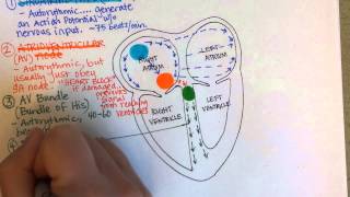 Conduction System of the Heart [upl. by Anade330]