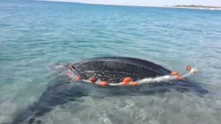 Salvataggio Dermochelys coriacea tartaruga Liuto [upl. by Gardol]