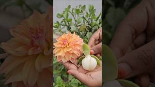 Egg sampangi Dahlia flowers mygarden gardening shortvideo ytshorts shorts flowers [upl. by Iyre]