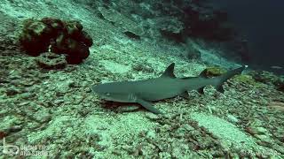 White tip shark  Sipadan Malaysia [upl. by Antoni]