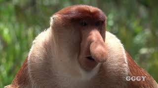 코주부 원숭이  Proboscis Monkeys LABUK BAY PROBOSCIS MONKEY SANCTUARY [upl. by Carlstrom]