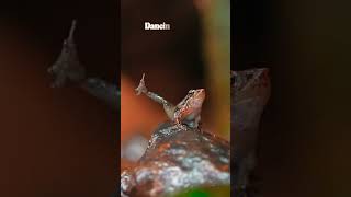 When a tiny frog steals the spotlight with its unique dance moves 🐸💃 [upl. by Bibbye]