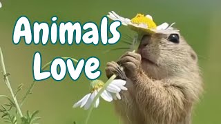 animals love I song I in their home I project [upl. by Eerbua900]