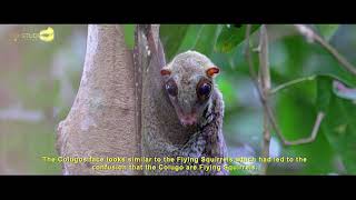 Colugo or flying Lemur documentary [upl. by Notsruht208]