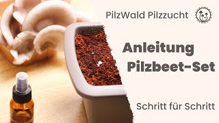 Anleitung Pilze züchten  Pilzbeet Pilzzuchtset für Blumenkästen  PilzWald Pilzzucht [upl. by Mcleod]