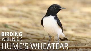 Meet Humes Wheatear  Oenanthe albonigra [upl. by Stephens]