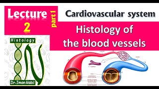 2aHistology of general structure of blood vessels and large arteriesCardiovascular system [upl. by Otcefrep]