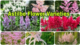 19 Different Types of Astilbe Varieties [upl. by Anoed]