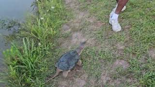 Snapping Turtle Chelydra Serpentina chasing [upl. by Eniarrol]