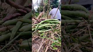 Cook and eating cowpeas vegetables cooking eating [upl. by Charmaine]