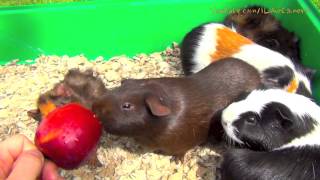 Guinea Pigs Eating Apple  Guinea Pigs Squeaking Noises [upl. by Odlanra]