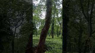 tea garden ke sath sath marijh ka bhi utpadan utlabari best tendingloveviralvideo viralshorts [upl. by Gabbie312]