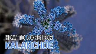 BEST TIPS  HOW TO GROW AND CARE FOR KALANCHOE PLANTS [upl. by Islaen]