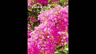 Lagerstroemia indica flowers flower plant viral youtubeshort shorts sydney austraila [upl. by Lienhard]