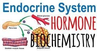 Hormone biochemistry [upl. by Akkahs]