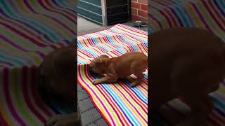 Welpe Coco spielt französischebulldogge welpen bulldogge lustig shorts youtubeshorts fun [upl. by Einnel735]