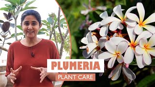 Plumeria  Champa The flowering plant  all you need to know Garden Up Basics Ep 16b [upl. by Akirdna]