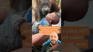 Orangotango fêmea pede para ver bebê humano em zoológico [upl. by Carr744]