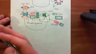 Receptor Tyrosine Kinases Part 15 [upl. by Takakura]