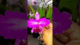 Cattleya Lueddemanniana var Pincelada Corte a disposição 03 bulbosWhatsApp 17981904781 [upl. by Cade]