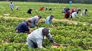 Why The Unemployed Refuse Work Picking Crops  Even If The Pay Is High  Mass Deportation [upl. by Adelia230]